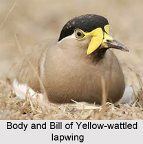 Yellow-Wattled Lapwing, Indian Bird
