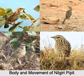 Nilgiri Pipit, Indian Bird