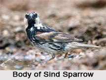 Sind Sparrow, Indian Bird