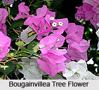 Bougainvillea Tree , Indian Tree