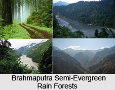 Forests in Eastern India