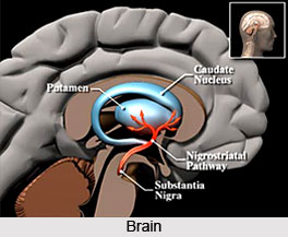 Causes of Parkinson`s Disease