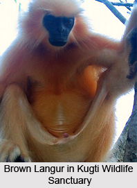 Kugti Wildlife Sanctuary, Chamba District, Himachal Pradesh
