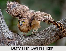 Buffy Fish Owl, Indian Bird