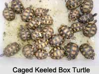 Keeled Box Turtle, Indian Reptile
