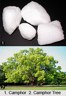 Camphor Oil
