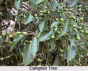 Karpoor