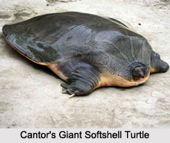 Indian Turtles