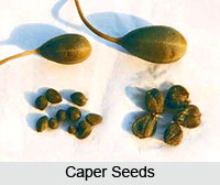 Caper Flowers