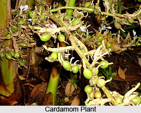 Greater Cardamom