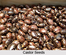 Castor Seeds, Indian Plant