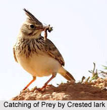 Crested Lark, Indian Bird
