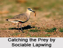 Sociable lapwing, Indian Bird