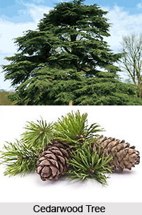 Cedarwood Oil
