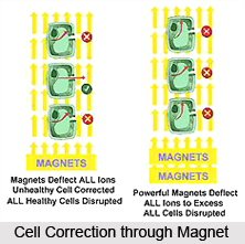 Effect of Magnets on Body Systems