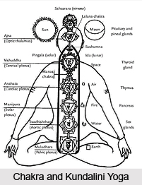 Seven Major Chakras , Kundalini Yoga