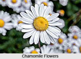 Chamomile Oil