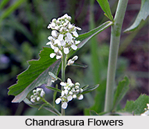 Chandrasura, Indian Medicinal Plant