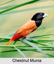 Indian Munia, Indian Bird