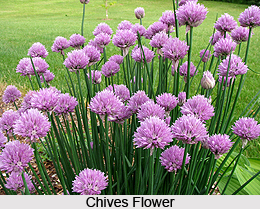 Chives
