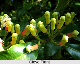 Clove