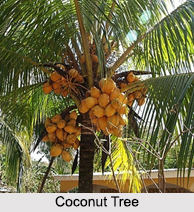 Sacred Trees of South India