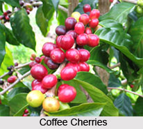 Coffee, Indian crop