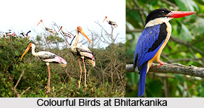 Bhitarkanika National Park, Kendrapara District, Odisha