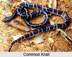 Indian Kraits