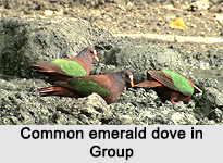 Common Emerald Dove, Indian Bird