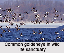 Common Golden Eye, Indian Bird