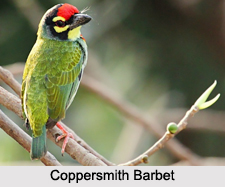 Indian Barbets