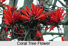 Coral Tree, Indian Tree