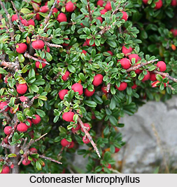 Western Himalayan Alpine Shrub and Meadows