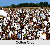 Indian Crops, Indian Vegetation