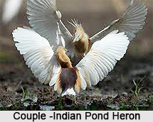 Indian Pond Heron, Indian Bird