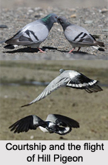 Hill Pigeon, Indian Bird