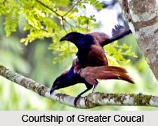 Greater Coucal, Indian Bird