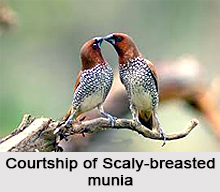Scaly-Breasted Munia, Indian Bird