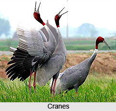 Etawah, Uttar Pradesh