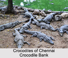 Crocodile Bank, Chennai