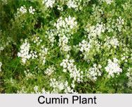 Cumin, Types of Spice
