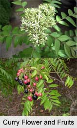 Curry Plant, Indian Medicinal Plant