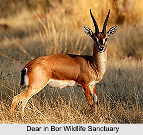 Bor Wildlife Sanctuary, Wardha district, Maharashtra