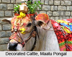Pongal, Indian Festival