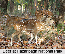 Wildlife Sanctuaries of Jharkhand
