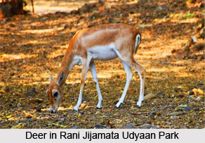 Rani Jijamata Udyaan, Byculla, Mumbai