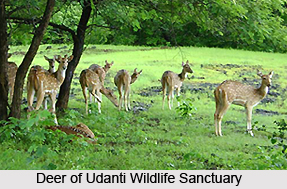 Wildlife in Central India