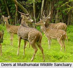 Visiting Places around Udhagamandalam (Ooty)