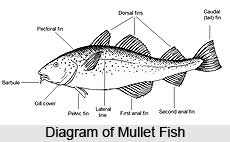 Mullets, Indian Marine Species